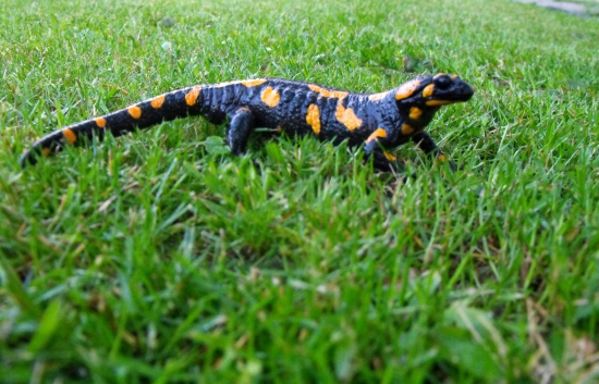 Salamandra škvrnitá.