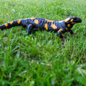 Salamandra škvrnitá.