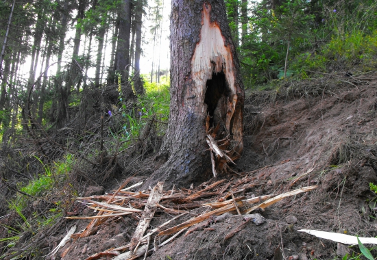 Medveď drevorubač.