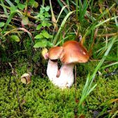 Dvojičky