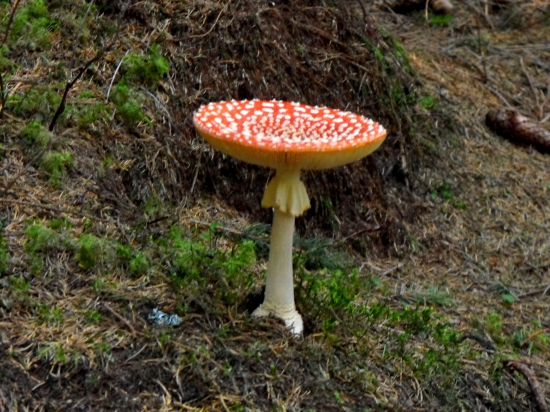 Muchotrávka červena.