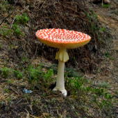 Muchotrávka červena.