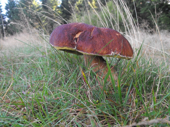 Hrib smrekový-Boletus edulis.
