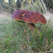 Hrib smrekový-Boletus edulis.