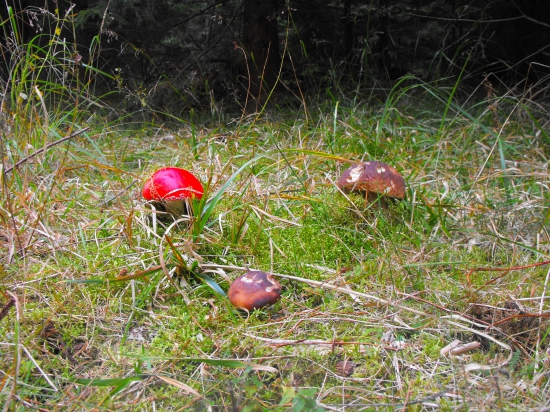 Kde rastu muchotravky tam rastu aj dubaky.