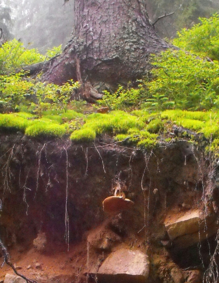 Rastu aj dole hlavou.