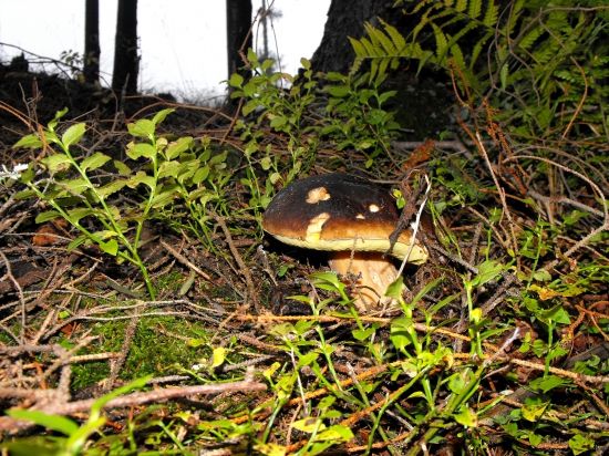 Hrib smrekový-Boletus edulis.