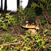 Hrib smrekový-Boletus edulis.