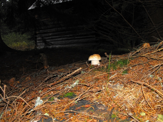 Rastu aj okolo chaty.