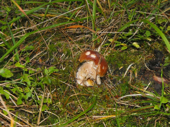 Novembrovy primrznuty