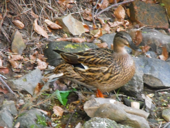 Kačica divá ( Anas platyrhynchos )