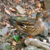 Kačica divá ( Anas platyrhynchos )