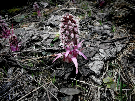 Deväťsil lekársky.