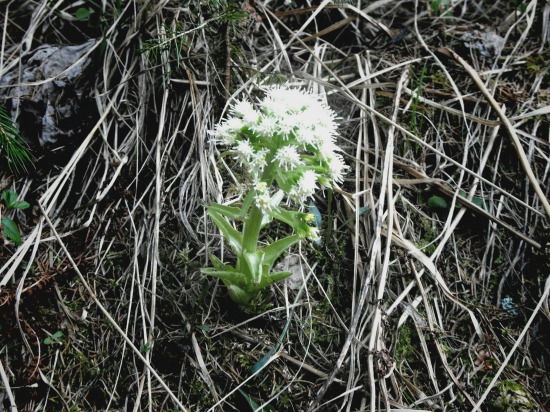 Deväťsil biely -petasites albus