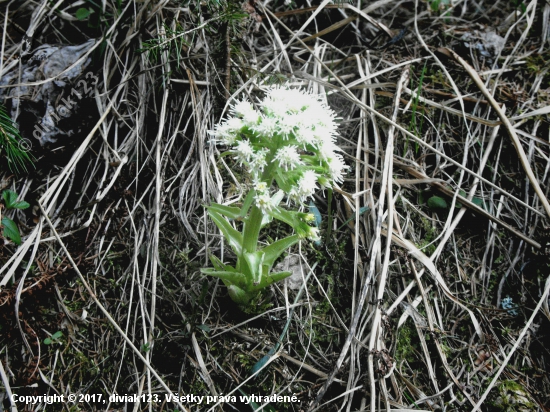 Deväťsil biely -petasites albus