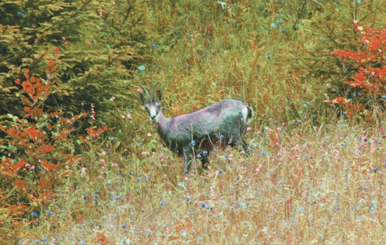 ... na lúke v Slovenskom raji
