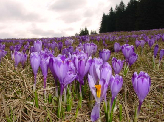 ... šafrán vo Voniarkoch