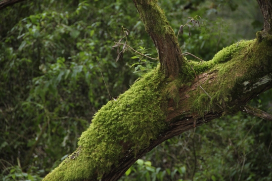 ... zátišie s machom