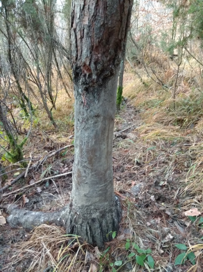 borovica - oterový strom