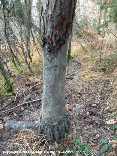 borovica - oterový strom