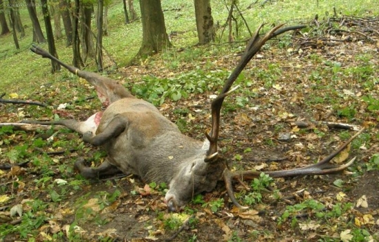 UZ VIEM PRECO SA NEVRATIL