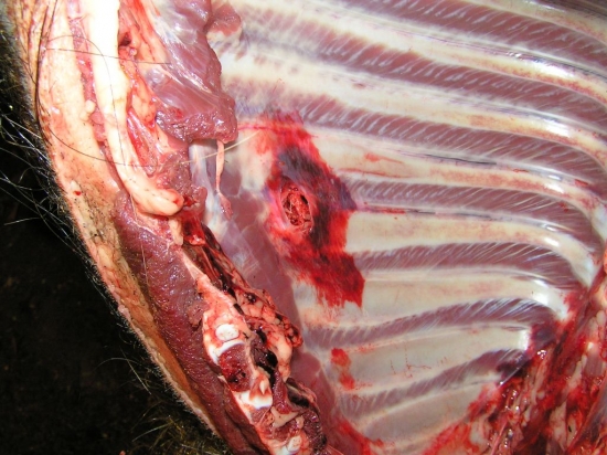 NABOJE IMPALA VSTREL-30-06