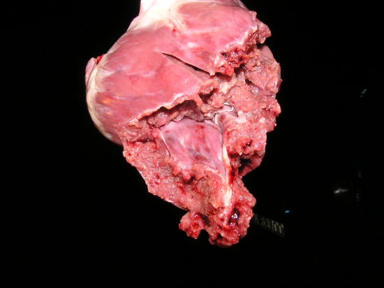 NABOJ IMPALA-SRDCE -30-06