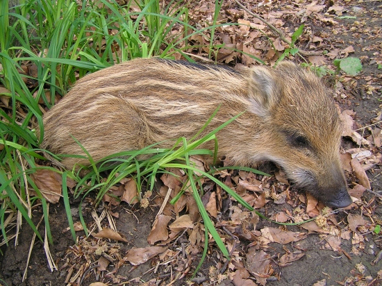 PRVE DIVIACA CO SOM TENTO ROK VIDEL SKODA MRTVE