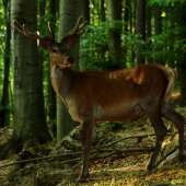63 DNI PO ZHODENI