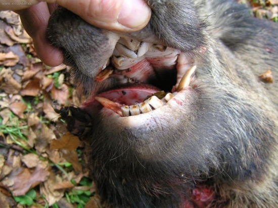 POVEDALI ZE ( LANSTIAK)  ????