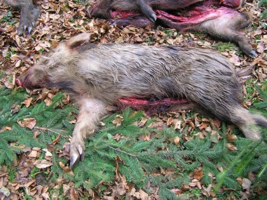 PRASIATKO S NAHONOM 4X3