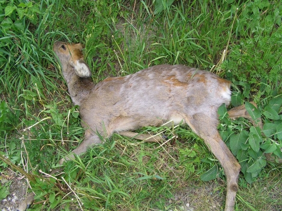 SRNEC č.1 PRICINA STRECKOVIA