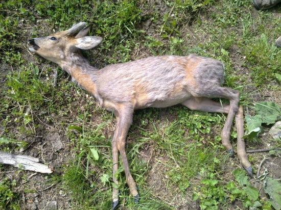 SRNEC č.2. PRICINA STRECKOVIA