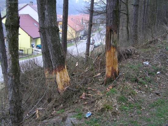 AJ TAKETO HOVADA SU MEDZI NAMI