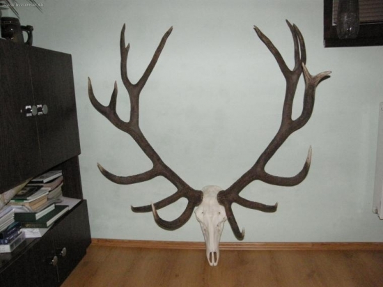 DALSI CERVENO- BODKOVANY