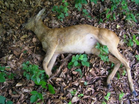 KED NIE STRECKY TAK AUTO