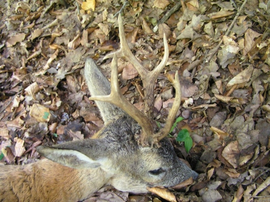 KED NIE STRECKY TAK AUTO 2.