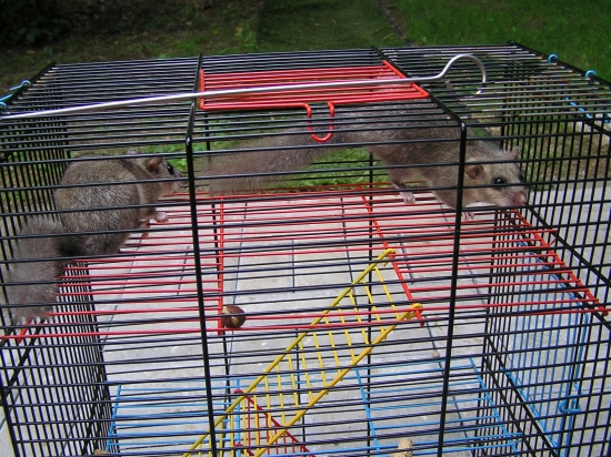 PRED DEPORTACIU ZA ILEGALNE VNIKNUTIE DO CHATY .