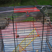 PRED DEPORTACIU ZA ILEGALNE VNIKNUTIE DO CHATY .