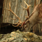 VYTLCENY ZA 24 HODIN 1.