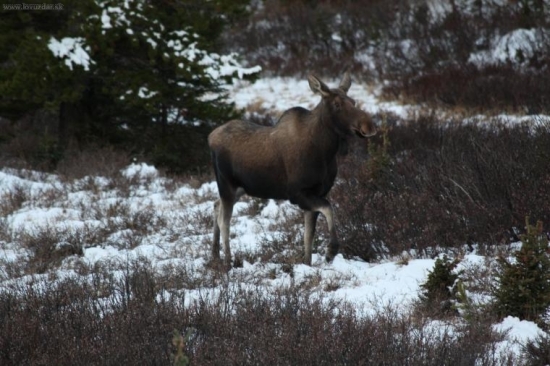 LOSICA
