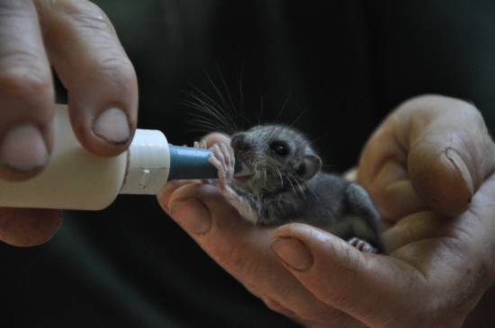 VYHODENE Z HNIEZDA 2KS