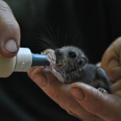 VYHODENE Z HNIEZDA 2KS