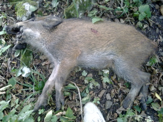 KONIEC STVORDNOVEHO UTRPENIA