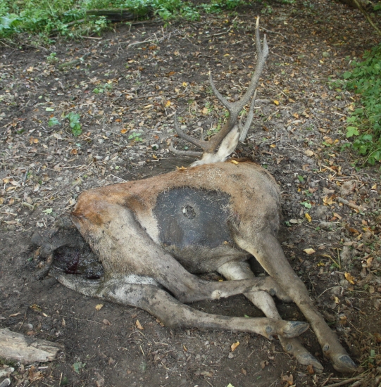 PO TAKEJTO RANE SA DALEKO NEODCHADZA .
