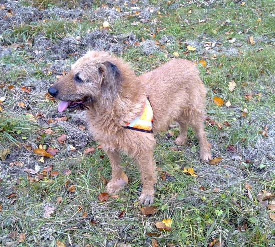 KDE BUDU DIVIACI ??????????????