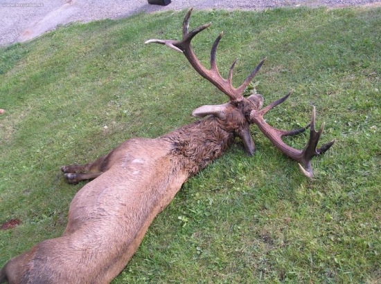 PRED PREPARACIOU ID 11635