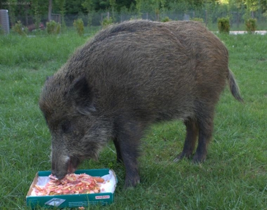 SASENKA PO ROKU