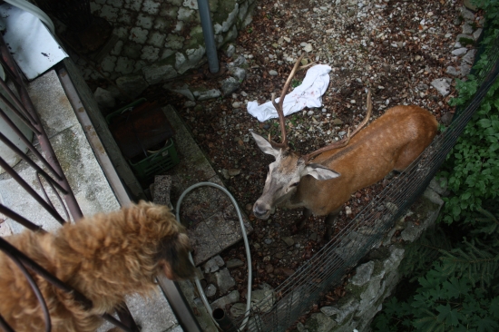 ZVEDAVY STAJERAK A JELEN KANALOVY