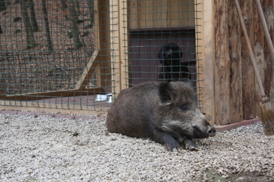 KEBY MA NEZABILI TAK FARBIARKU STRAZIM DODNES